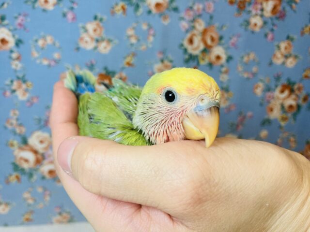 コザクラインコ（小桜インコ）