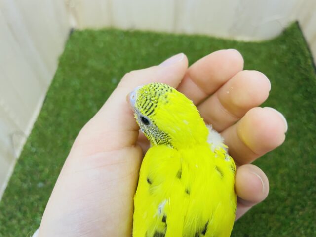 セキセイインコ