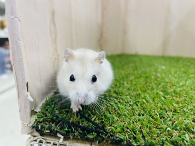 ドワーフハムスターの1種