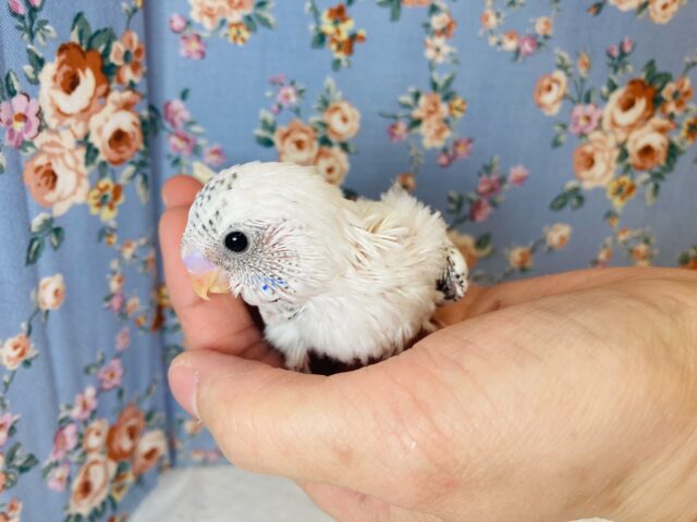 大きくなってもクリクリおめめだよ❤︎セキセイインコ(ハルクイン)❤︎ セキセイインコ