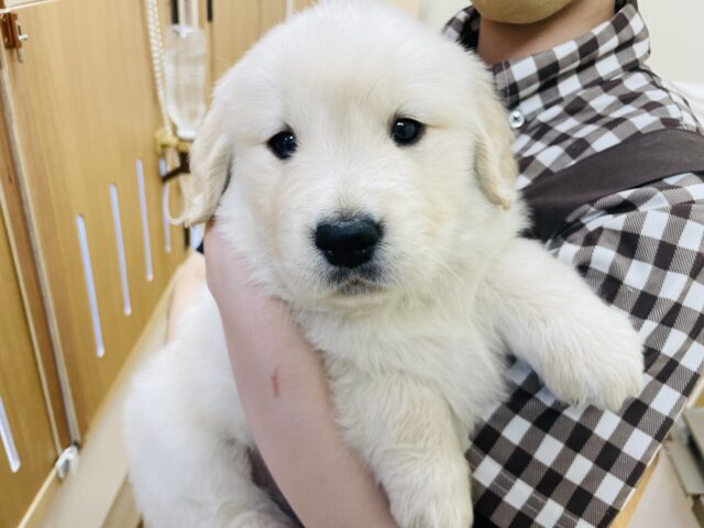 ゴールデンレトリバー