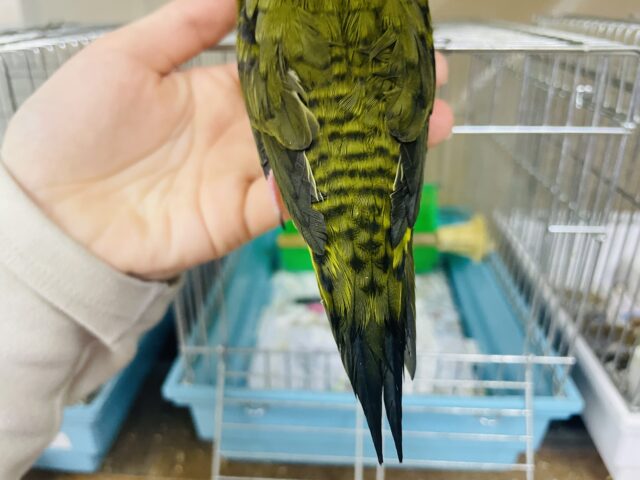 サザナミインコ