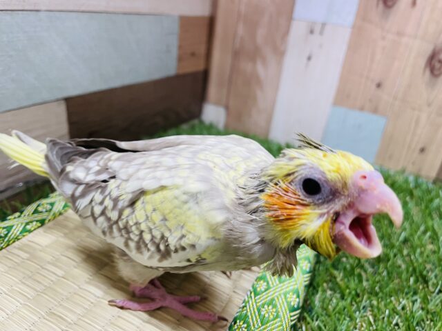 オカメインコ
