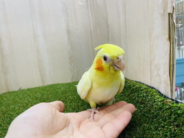 オカメインコ