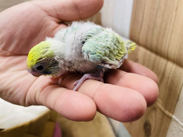 セキセイインコ