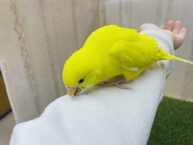 セキセイインコ