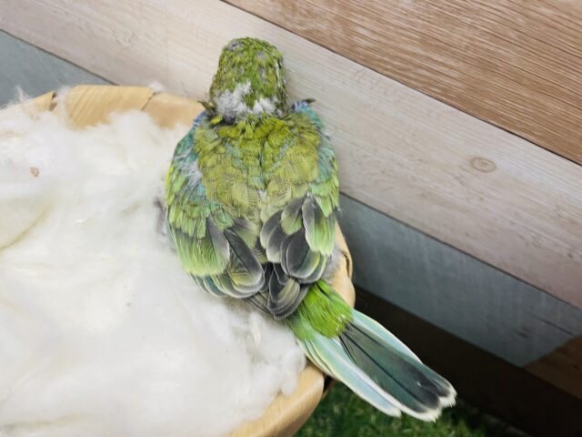 ビセイインコ（美声インコ）