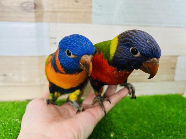 ゴシキセイガイインコ