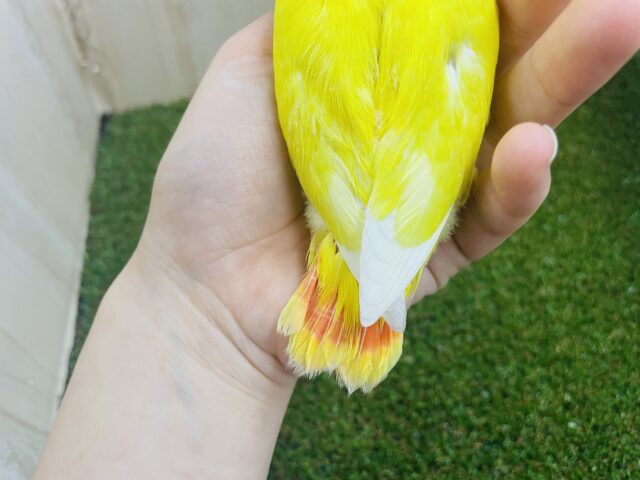 コザクラインコ（小桜インコ）