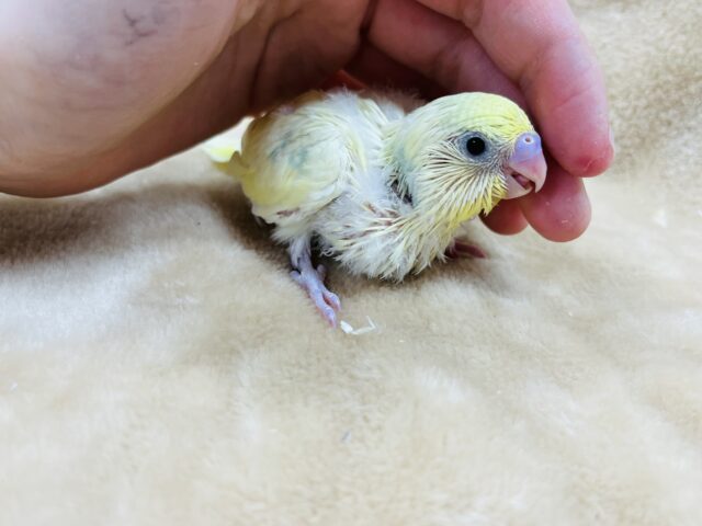 セキセイインコ