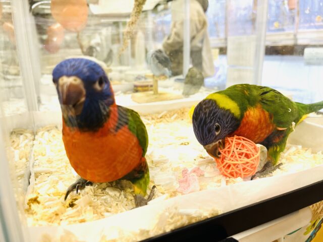 ゴシキセイガイインコ