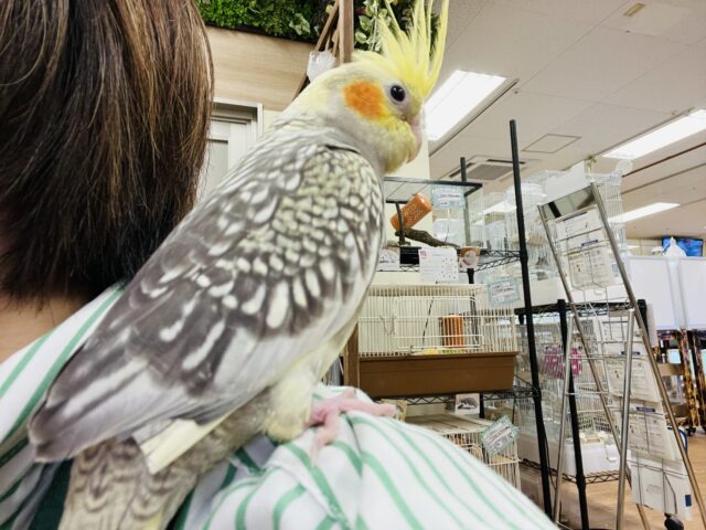 オカメインコ