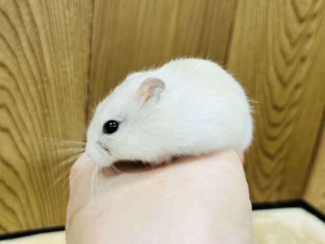 ドワーフハムスターの1種