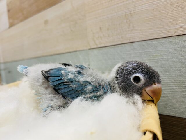 ブルーボタンインコ