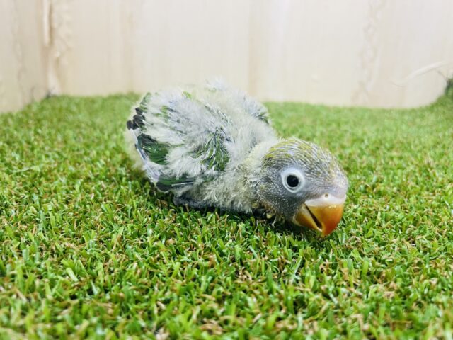 ルリゴシボタンインコ