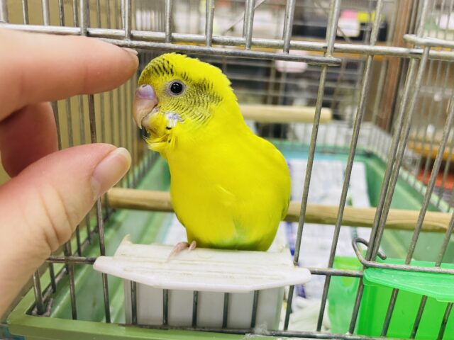 セキセイインコ
