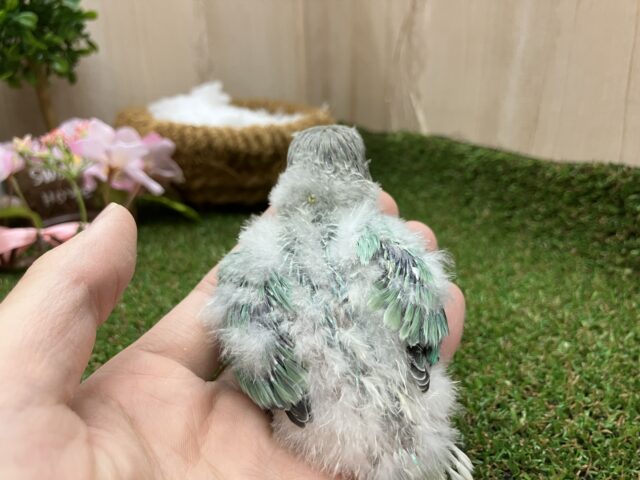 コザクラインコ（小桜インコ）
