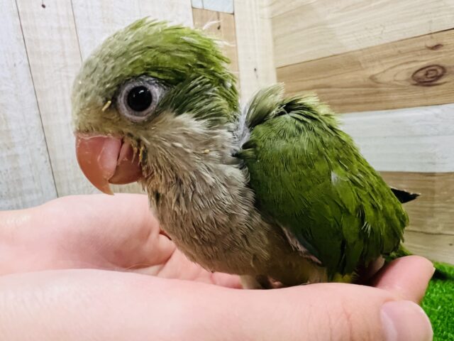 オキナインコ