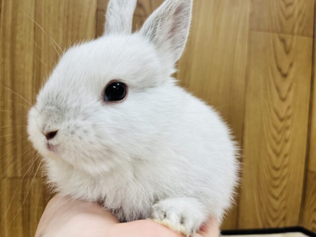 ミニウサギ