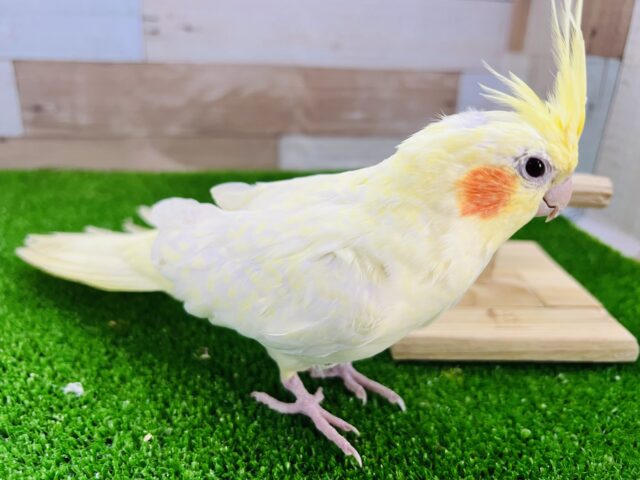 オカメインコ
