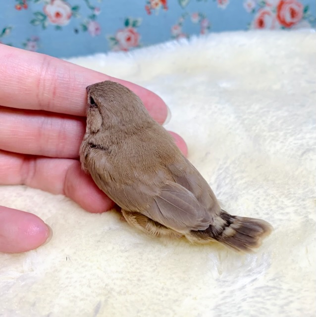 錦花鳥（キンカチョウ）