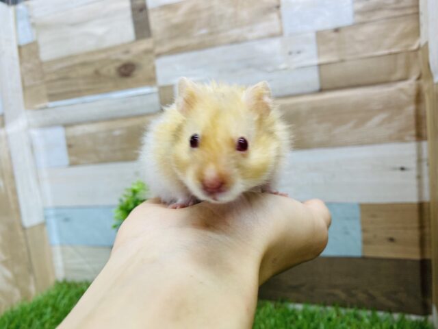 ゴールデンハムスター