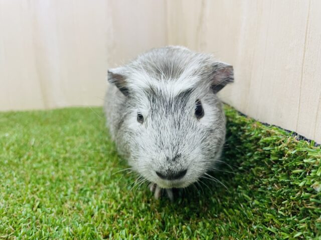 クレステッドモルモット