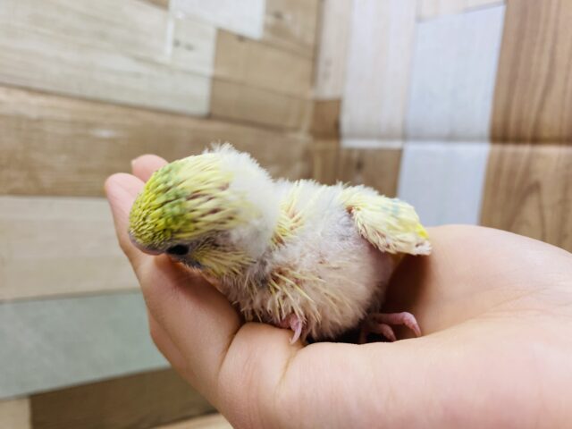 セキセイインコ