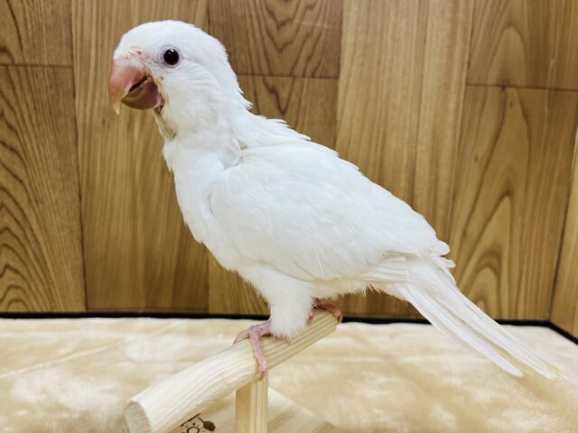 オキナインコ