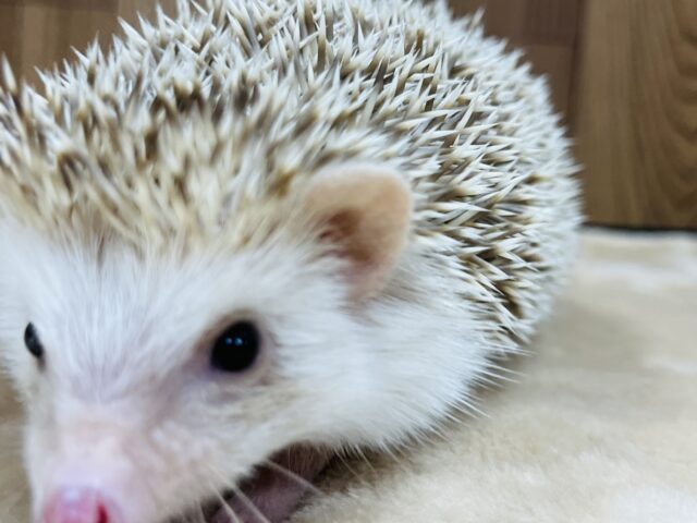 ハリネズミ（ヨツユビハリネズミ）