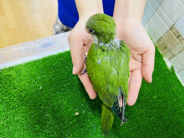 オキナインコ