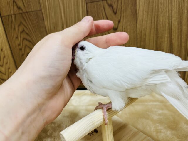オキナインコ