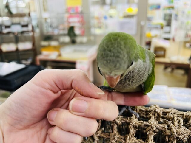 オキナインコ