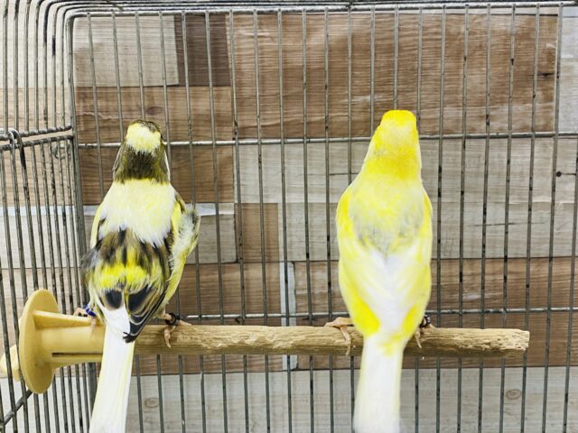 ローラーカナリア