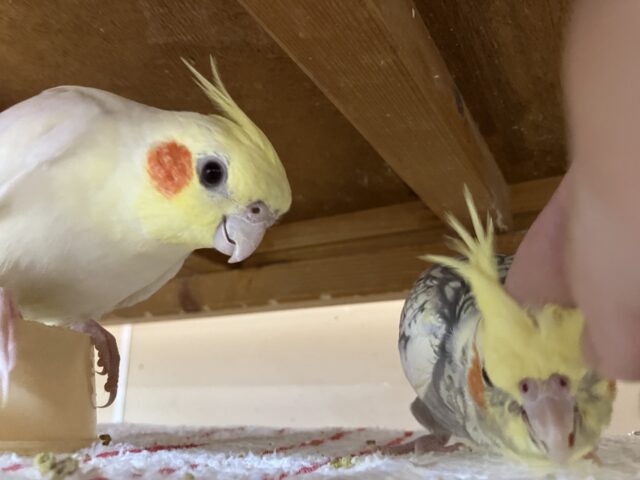 オカメインコ