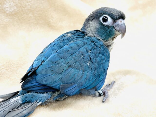 ホオミドリウロコインコ