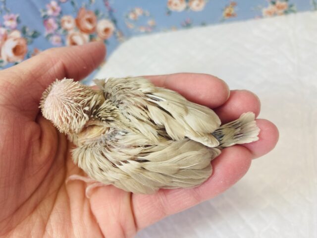 シナモン文鳥