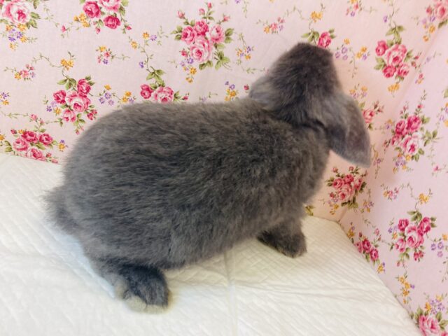 ロップイヤーラビット