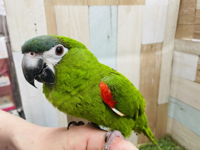 コミドリコンゴウインコ