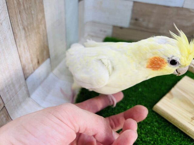 オカメインコ