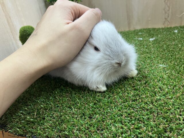 ライオンラビット