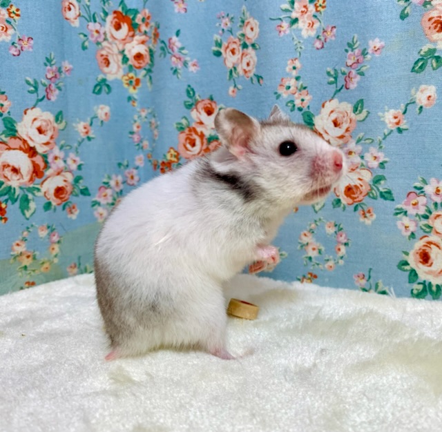 ゴールデンハムスター