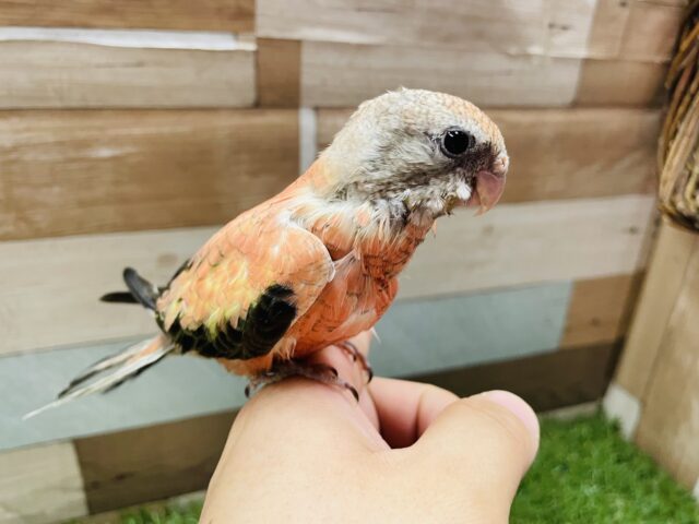 アキクサインコ（秋草インコ）