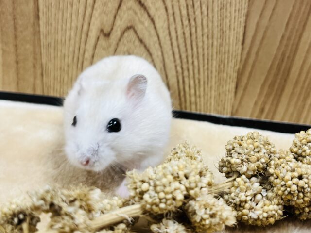 ドワーフハムスターの1種