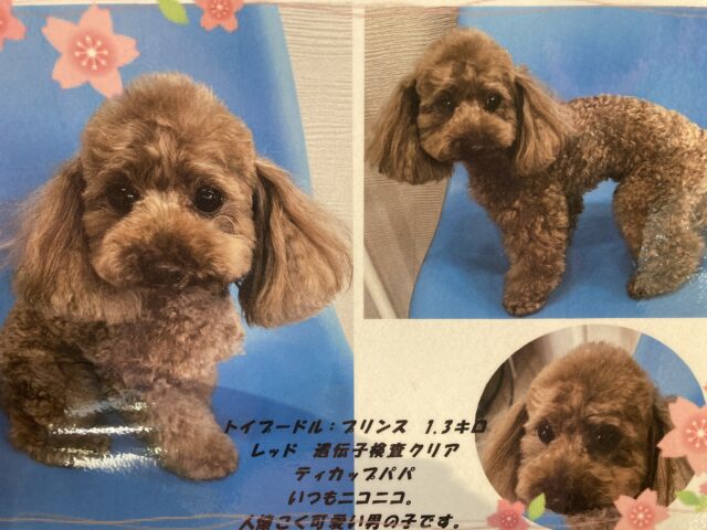 トイプードル