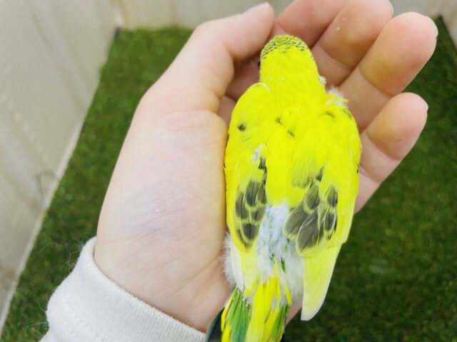 セキセイインコ