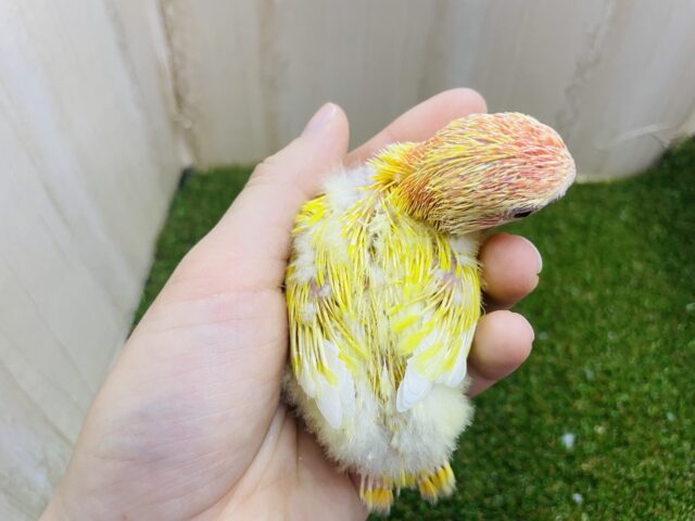 コザクラインコ（小桜インコ）