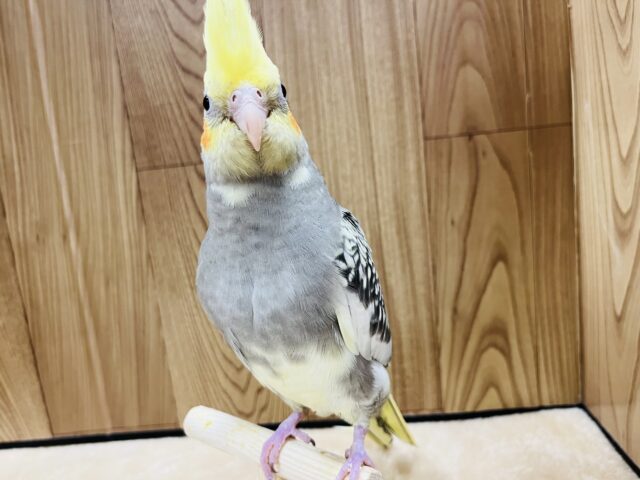 オカメインコ