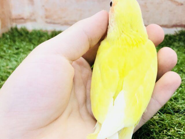 コザクラインコ（小桜インコ）