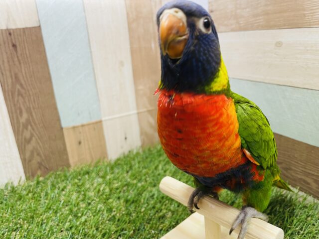 ゴシキセイガイインコ